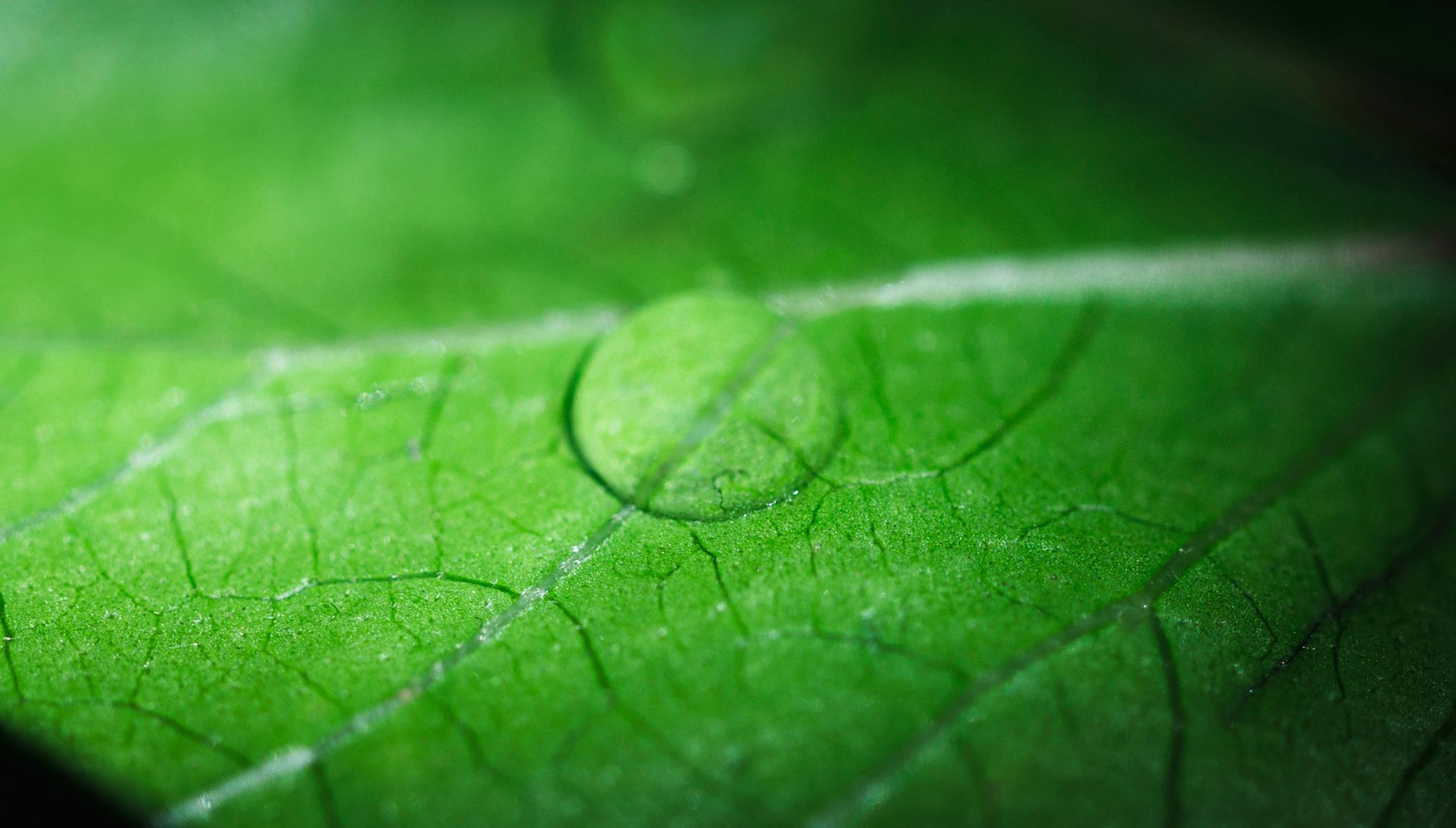 Ökologie trifft Ökonomie: Nachhaltigkeit in der Praxis